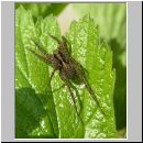 Pardosa amentata - Wolfspinne 01.jpg